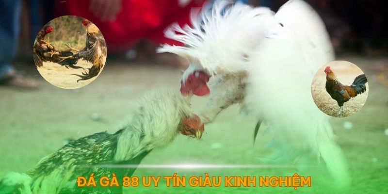 Đá gà 88 là đơn vị cá cược giàu kinh nghiệm, uy tín