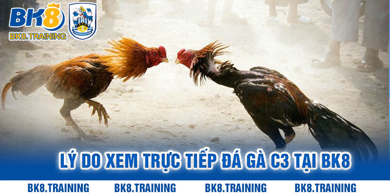 Lý do xem trực tiếp đá gà C3 tại BK8